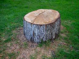 Professional Tree Services in Travis Ranch, TX